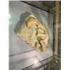 Image 2 : LIFE SIZE SHUNOSAURUS PHALANGES IN GLASS COVERED TRANSPORT DISPLAY CASE