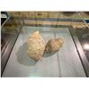 Image 2 : LIFE SIZE DYOPLOSAURUS TAIL CLUB BONE IN GLASS COVERED TRANSPORT DISPLAY CASE