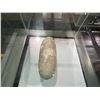 Image 2 : REAL OVIRAPTOR EGG IN GLASS COVERED TRANSPORT DISPLAY CASE