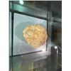 Image 2 : REAL SAUROPODA EGG IN GLASS COVERED TRANSPORT DISPLAY CASE