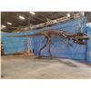 Image 8 : GIGANOTOSAURUS FULL SKELETON ON STEEL FRAME, FOUND IN ARGENTINIA FROM THE LATE CRETACEOUS PERIOD,