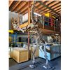 Image 1 : JUVENILE MAMENCHISAURUS FULL SKELETON ON STEEL FRAME, FOUND IN CHINA FROM THE LATE JURASSIC PERIOD,