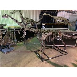 BELLUSAURUS FULL SKELETON ON STEEL FRAME, FOUND IN JUNGGAR BASIN OF CHINA FROM THE MIDDLE