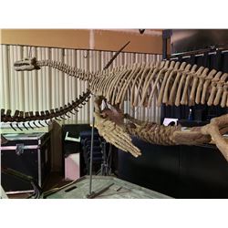 BISHANPLIOSAURUS FULL SKELETON ON STEEL FRAME, PLESIOSAUR FOUND IN CHINA FROM THE