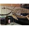 Image 1 : BISHANPLIOSAURUS FULL SKELETON ON STEEL FRAME, PLESIOSAUR FOUND IN CHINA FROM THE