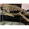 Image 2 : BISHANPLIOSAURUS FULL SKELETON ON STEEL FRAME, PLESIOSAUR FOUND IN CHINA FROM THE