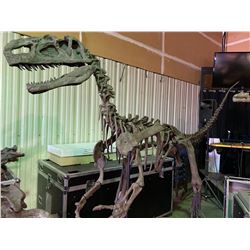 MONOLOPHOSAURUS FULL SKELETON ON STEEL FRAME, THEROPOD FOUND IN CHINA FROM THE