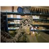 Image 2 : OVIRAPTOR FULL SKELETON ON STEEL FRAME, RAPTOR FOUND IN MONGOLIA FROM THE CRETACEOUS PERIOD