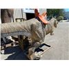 Image 2 : ANIMATRONIC JUVENILE TYRANNOSAURUS REX CRETATIOUS PERIOD DINOSAUR WITH SADDLE