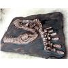Image 1 : 20' CIRCULAR T.REX FIBERGLASS EXCAVATION DIG SITE 4 PCS SECTION C/W CUSTOM MOBILE TRANSPORT FRAME