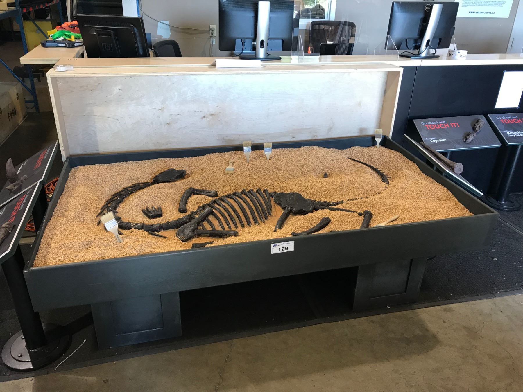 SAUROPOD FIBERGLASS EXCAVATION DIG SITE TABLE C/W CUSTOM TRANSPORT LID ...