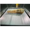 Image 2 : ANGUSTINARIPTEURUS SKULL IN GLASS COVERED TRANSPORT DISPLAY CASE