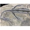 Image 2 : KEICHOUSAURUS SKELETON ON SLATE REAL DINOSAUR FOSSIL