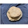 Image 2 : REAL FOSSIL SAUROPOD EGG