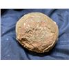 Image 2 : REAL FOSSIL SAUROPOD EGG