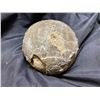 Image 2 : REAL FOSSIL SAUROPOD EGG