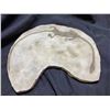 Image 1 : HYPHALOSAURUS SKELETON CAST DINOSAUR FOSSIL