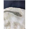 Image 2 : HYPHALOSAURUS SKELETON CAST DINOSAUR FOSSIL