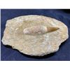 Image 2 : SPINASAURUS TOOTH IN ROCK WITH PARTIAL JAW BONE & SPINASAURUS TOOTH, REAL DINOSAUR FOSSELS