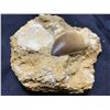 Image 2 : MOSASAURUS TOOTH IN ROCK WITH PARTIAL JAW BONE & SPINASAURUS TOOTH, REAL DINOSAUR FOSSELS