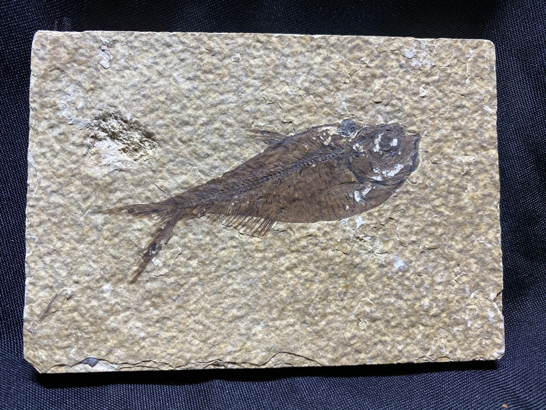 REAL KNIGHTIA FISH IN SLAB FOSSIL FOUND IN WYOMING