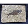 Image 1 : REAL KNIGHTIA FISH IN SLAB FOSSIL FOUND IN WYOMING