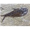 Image 2 : REAL KNIGHTIA FISH IN SLAB FOSSIL FOUND IN WYOMING
