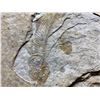 Image 2 : REAL FISH FOSSIL ON ROCK
