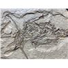 Image 2 : REAL CATHAYORNIS YANDICA ZHOU FOSSIL CAST
