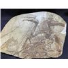 Image 2 : LONGIPTERYX CHAOYANGENISIS FOSSIL CAST