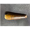 Image 2 : 3 SPINASAURUS TEETH, REAL DINOSAUR FOSSILS