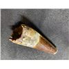 Image 3 : 3 SPINASAURUS TEETH, REAL DINOSAUR FOSSILS