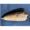 Image 4 : 3 SPINASAURUS TEETH, REAL DINOSAUR FOSSILS
