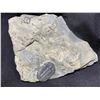 Image 2 : REAL PAIR OF ELRATHIATRILOBITE FOSSILS FOUND IN UTAH