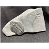 Image 3 : REAL PAIR OF ELRATHIATRILOBITE FOSSILS FOUND IN UTAH
