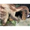 Image 2 : ANIMATRONIC DILONG RAPTOR CRETACEOUS PERIOD DINOSAUR