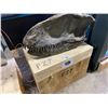 Image 2 : LIFE SIZE YANGCHUAMOSAURUS SKULL IN TRANSPORT CASE