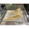 Image 1 : LIFE SIZE DSUNGARIPTERUS SKULLS IN GLASS COVERED TRANSPORT DISPLAY CASE