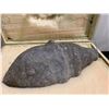 Image 1 : LIFE SIZE OMEISAURUS BONY TAIL CLUB IN TRANSPORT CASE