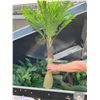 Image 2 : FAUX ASSORTED SIZED JURASSIC PERIOD GROUND COVER / FOLIAGE IN CUSTOM MOBILE ROAD CASE