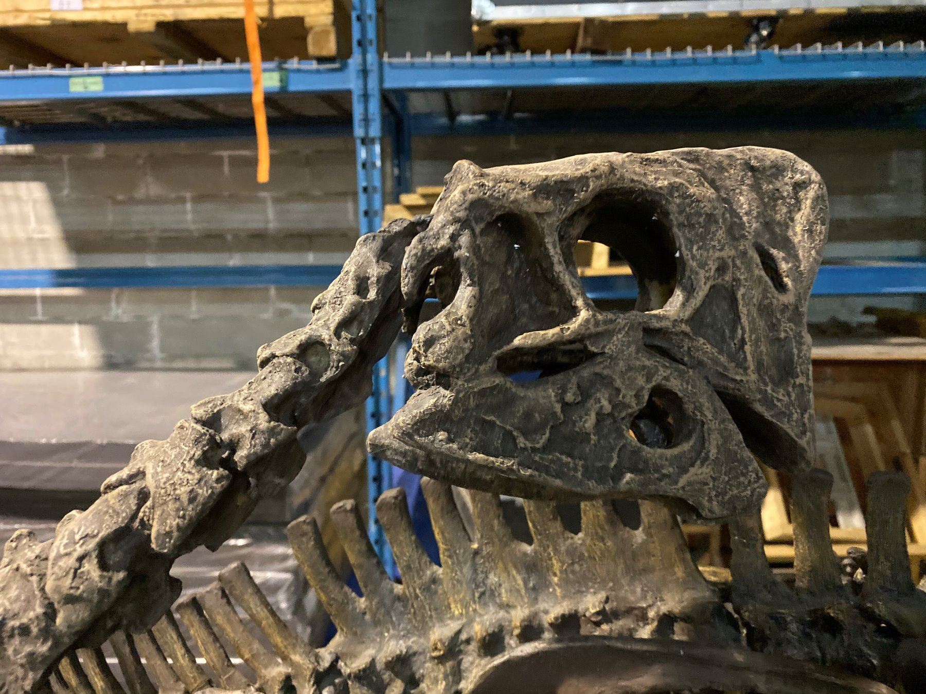 Found Raptor OVIRAPTOR FULL SKELETON ON STEEL / WOOD FRAME, RAPTOR FOUND IN MONGOLIA ...