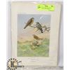 Image 1 : 35 EARLY 20 CENTURY COLOR PLATES FEATURING BIRDS
