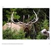 Image 1 : Trophy Bull Elk or Trophy Mule Deer or Coues white tailed Deer in New Mexico Winning Bidders Choice