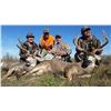 Image 3 : Trophy Bull Elk or Trophy Mule Deer or Coues white tailed Deer in New Mexico Winning Bidders Choice