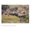 Image 4 : Trophy Bull Elk or Trophy Mule Deer or Coues white tailed Deer in New Mexico Winning Bidders Choice