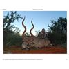 Image 2 : 7 Day South African Spiral Horn Hunt for two Hunters