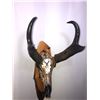 Image 13 : Custom Hand Painted Antelope Skull