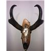 Image 1 : Custom Hand Painted Antelope Skull