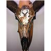 Image 2 : Custom Hand Painted Antelope Skull