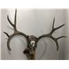 Image 10 : Custom Hand Painted Mule Deer Skull